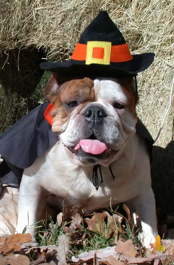 English Bulldog in witch costume