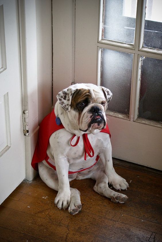 English Bulldog wearing a red cape while sitting on the floor