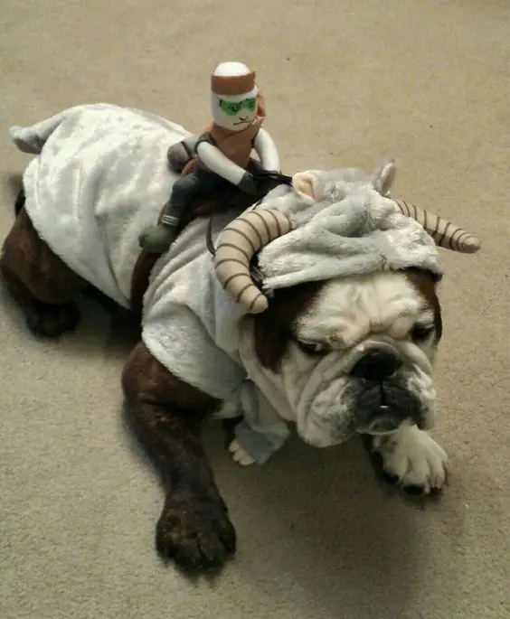 English Bulldog in Bull costume