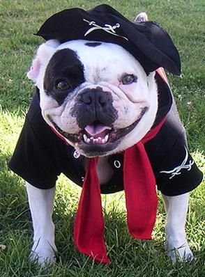 English Bulldog in pirate costume
