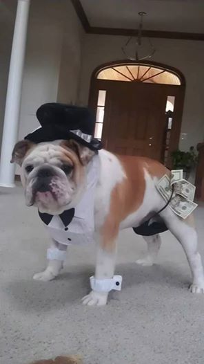 English Bulldog in dancer costume