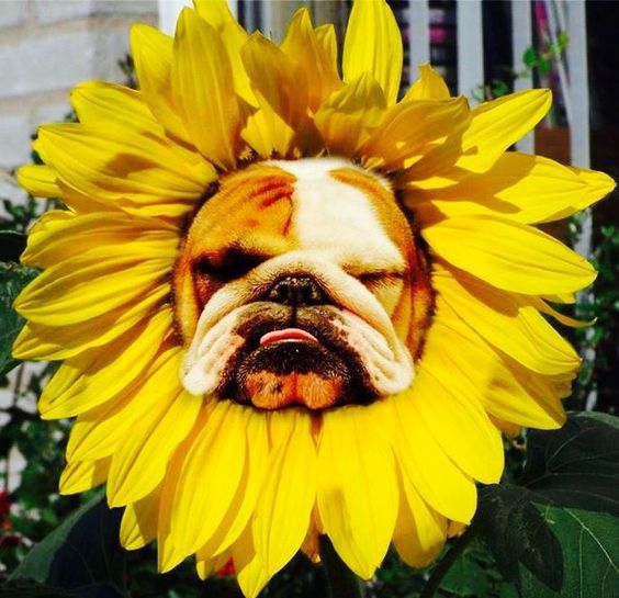 English Bulldog wearing a sunflower around its face