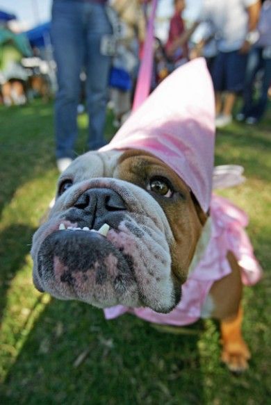 English Bulldog pink cone cap and pink dress