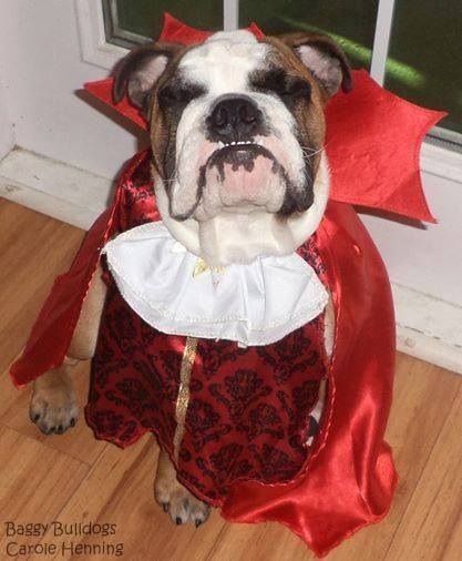 English Bulldog in vampire costume