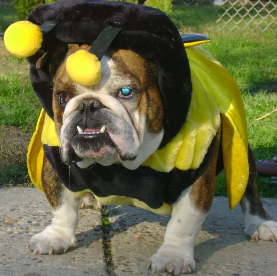 70+ Funny English Bulldog Halloween Costumes Page 10 of 23 The Paws