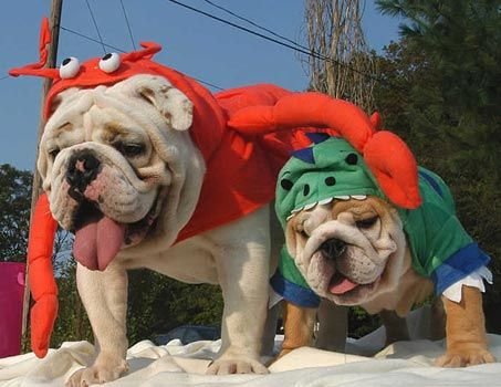 two English Bulldogs in hulk and crab costume