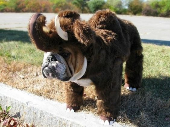 English Bulldog in elephant costume