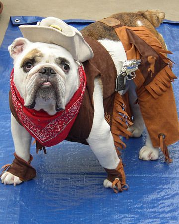 English Bulldog in cowboy costume
