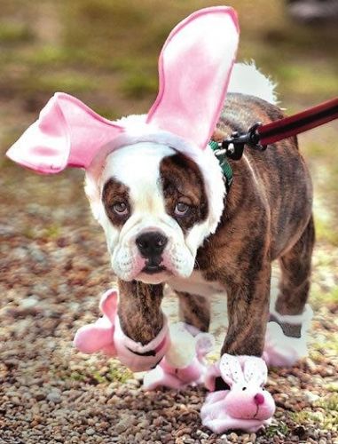 English Bulldog in bunny costume