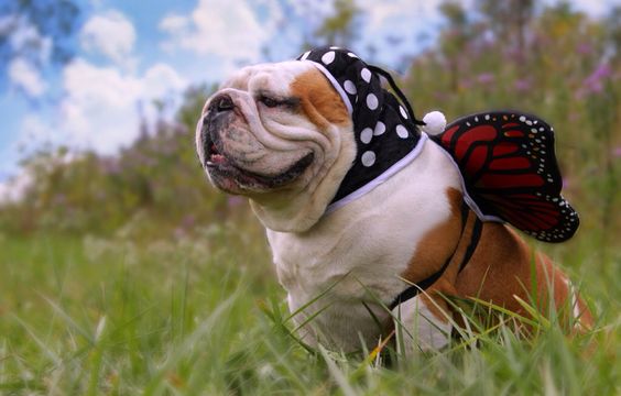 English Bulldog in butterfly costume while sitting on a green grass