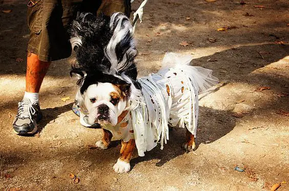 English Bulldog in white lady costume