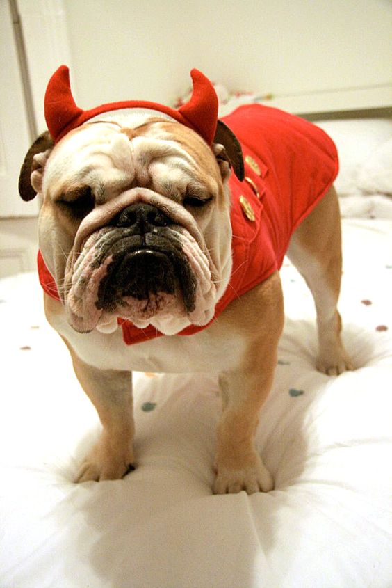 English Bulldog in devil costume