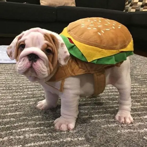 English Bulldog in a burger costume