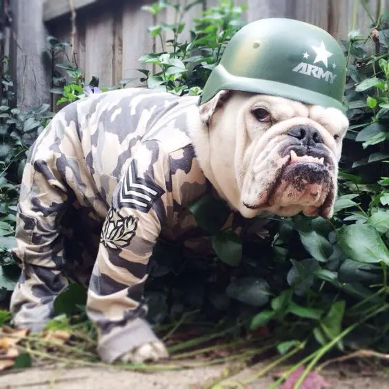 English Bulldog in an army costume in the garden