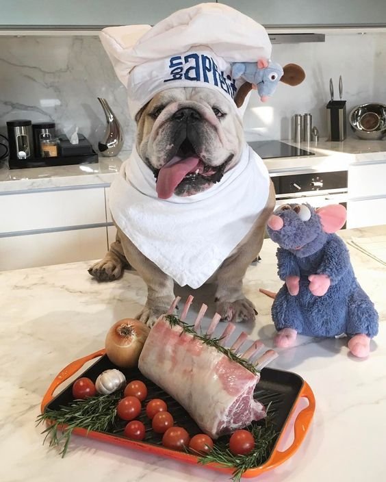 English Bulldog in chef outfit