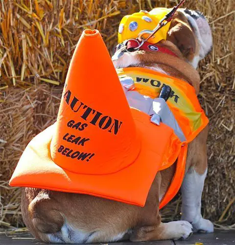 English Bulldog in safety personnel outfit