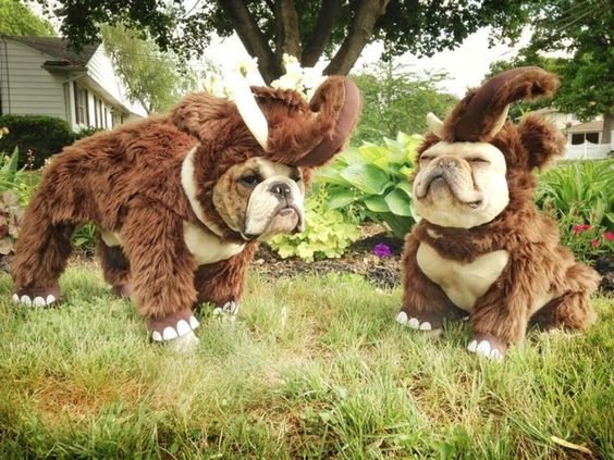 two English Bulldogs in elephant costume