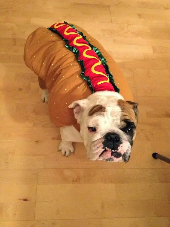 English Bulldog in hotdog costume
