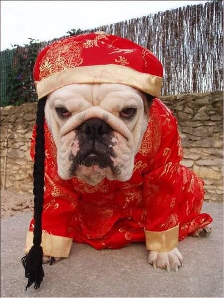 English Bulldog in chinese outfit