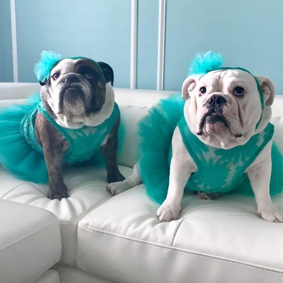 two English Bulldogs in blue green tutu dress