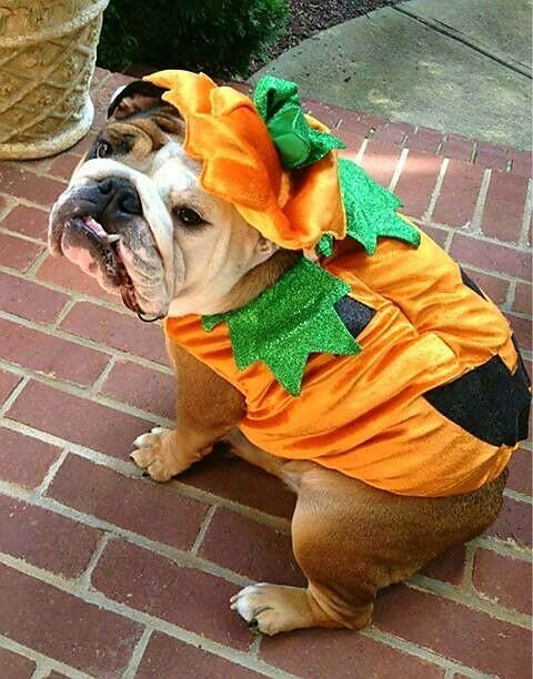 English Bulldog in pumpkin costume