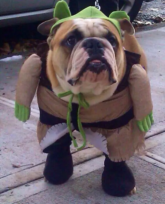 English Bulldog in shrek costume