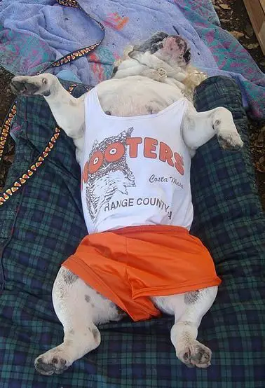 English Bulldog in summer costumer while lying on its back in its bed