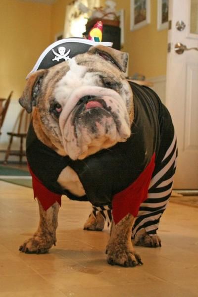 English Bulldog in pirate costume