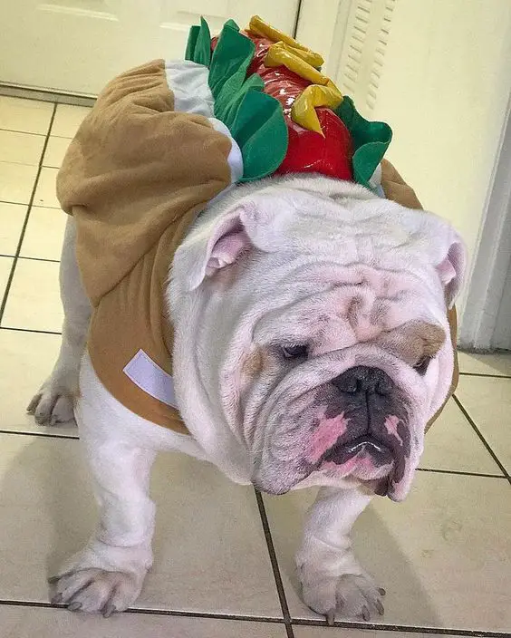 English Bulldog in hotdog costume