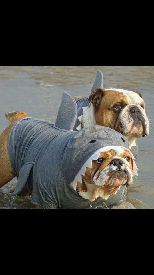 two English Bulldogs in shark outfit