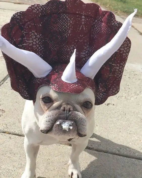 English Bulldog with long white horn on top of its head