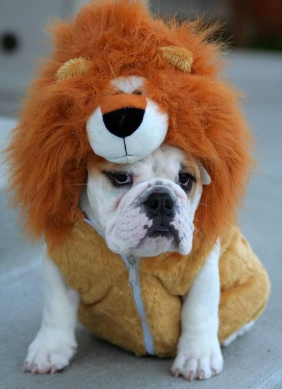 English Bulldog in lion costume