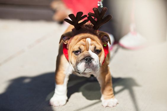 English Bulldog in reindeer outfit