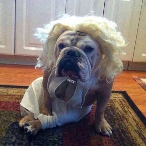 English Bulldog in sexy blonde girl costume