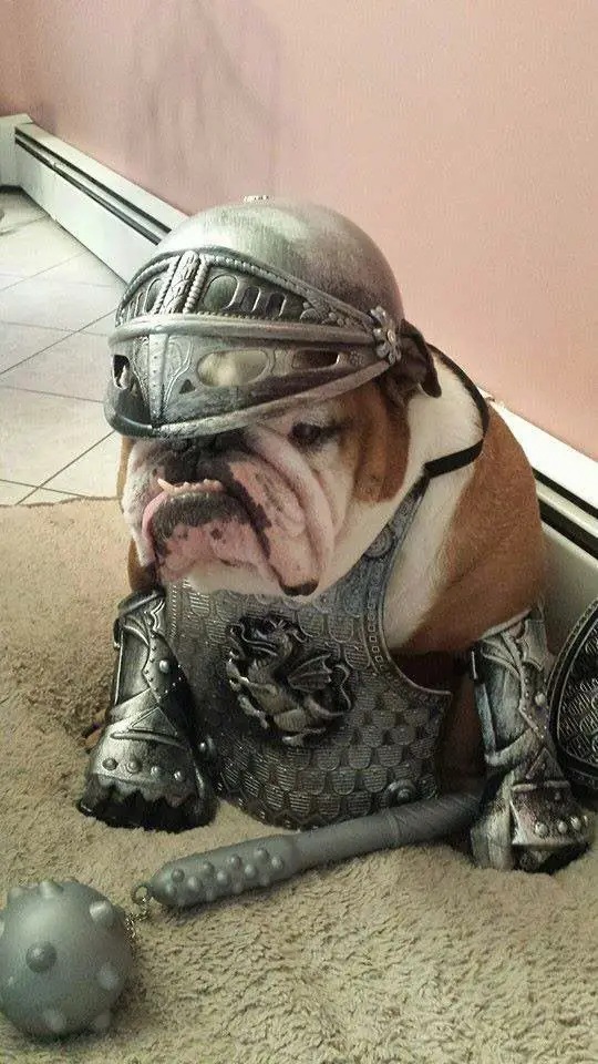 English Bulldog metal armor costume