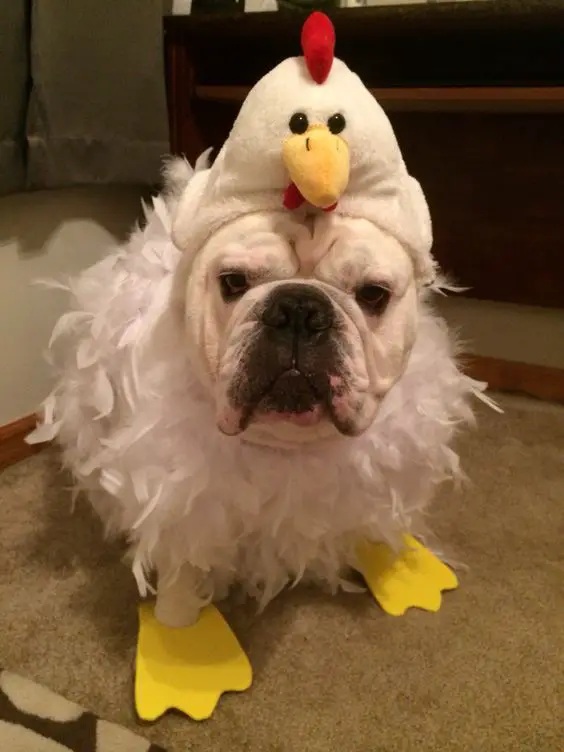English Bulldog in chicken costume