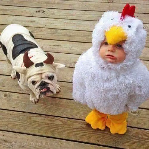 English Bulldog in cow costume with a kid in chicken costume