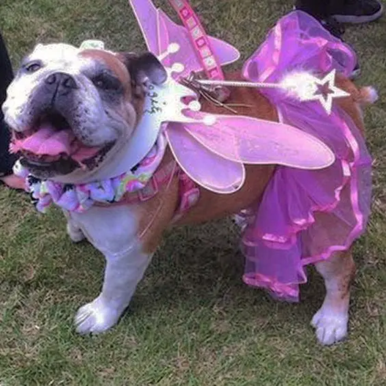 English Bulldog in purple fairy costume