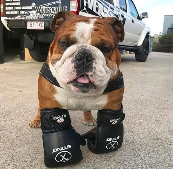 English Bulldog in boxer costume
