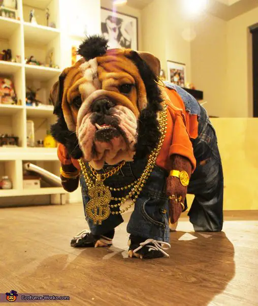 English Bulldog in rich artist costume