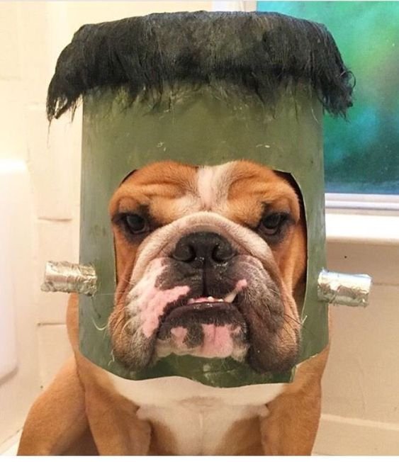 English Bulldog in hallowwen costume