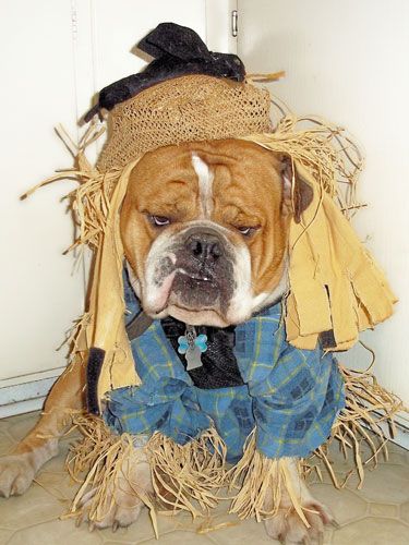 English Bulldog in scarecrow costume