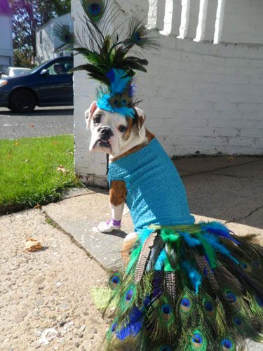 English Bulldog in peacock costume
