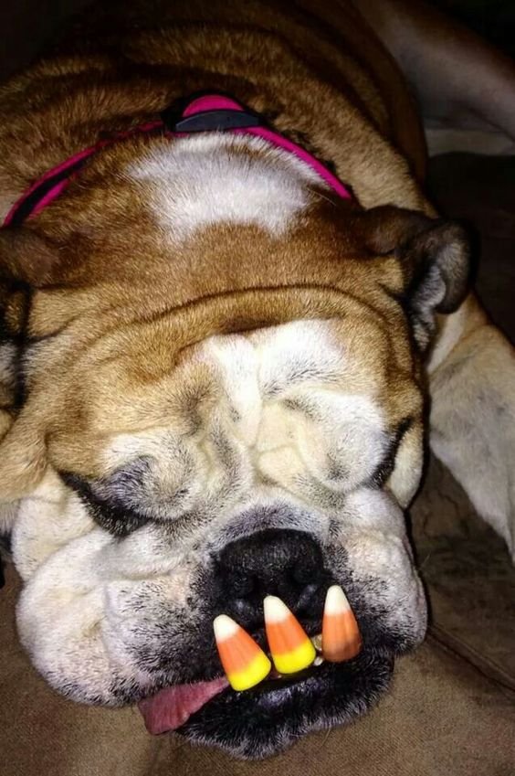 English Bulldog with fangs