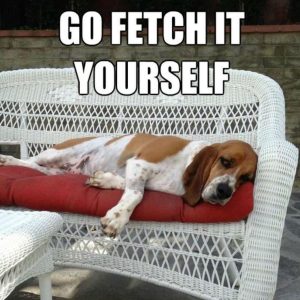 50+ Best Basset Hound Memes of All Time