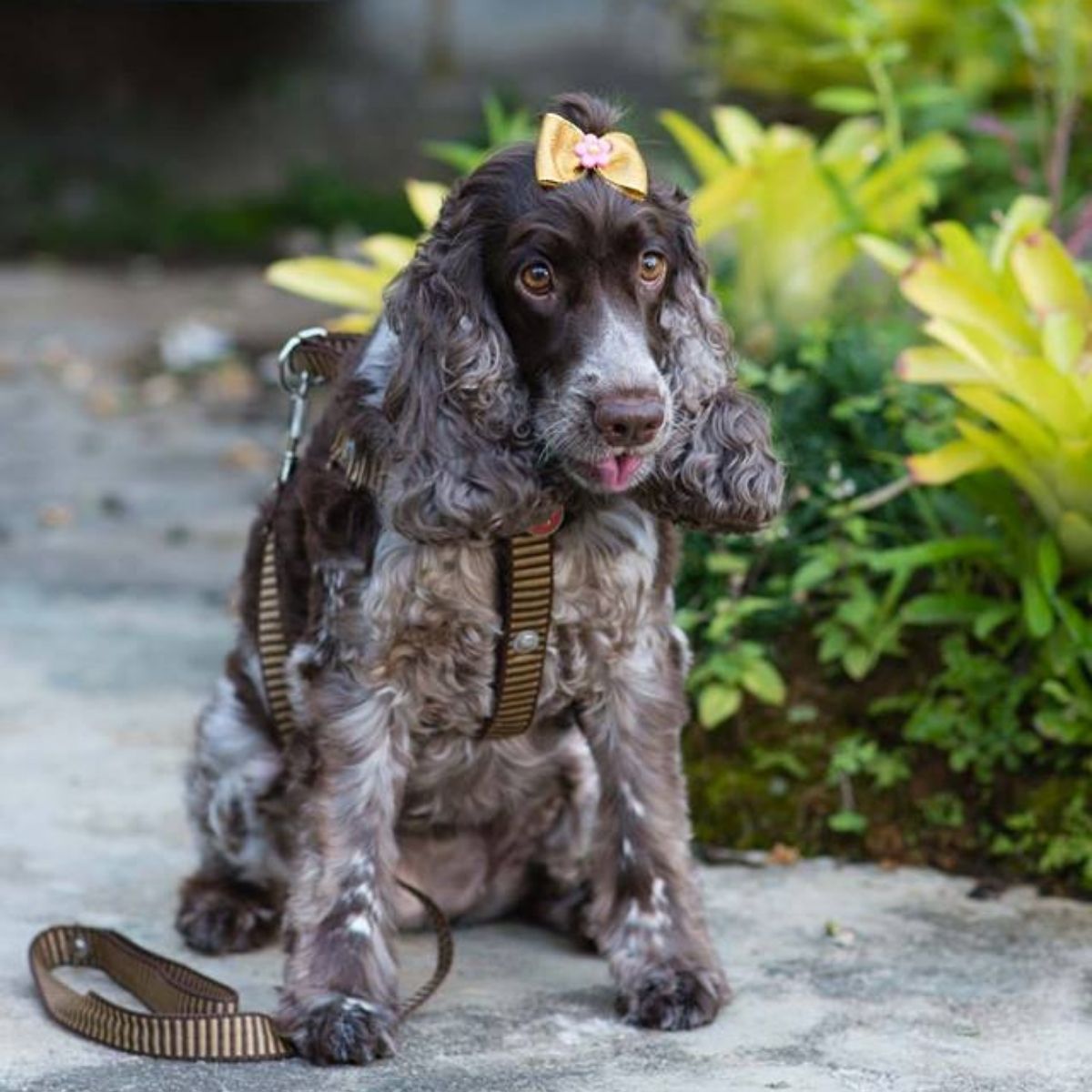 The 35+ Cutest Cocker Spaniel Pictures - The Paws
