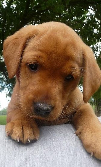 Fox Red Lab Puppy with its sad face