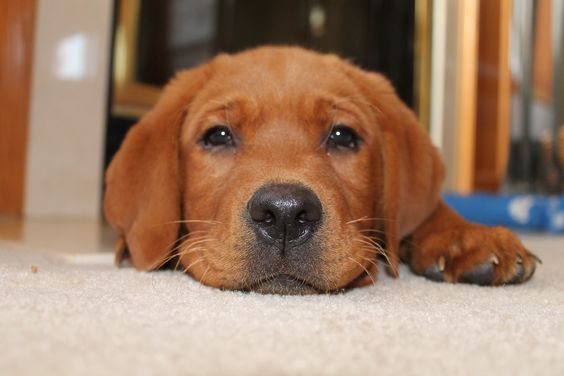 A Fox Red Lab Puppy lying on the floor with its adorable face