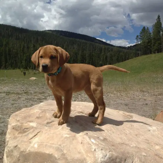 A Fox Red Lab Puppy standing on top a big rock