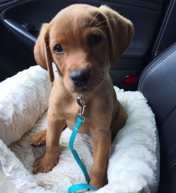 A Fox Red Lab Puppy sitting on its bed in the passenger seat